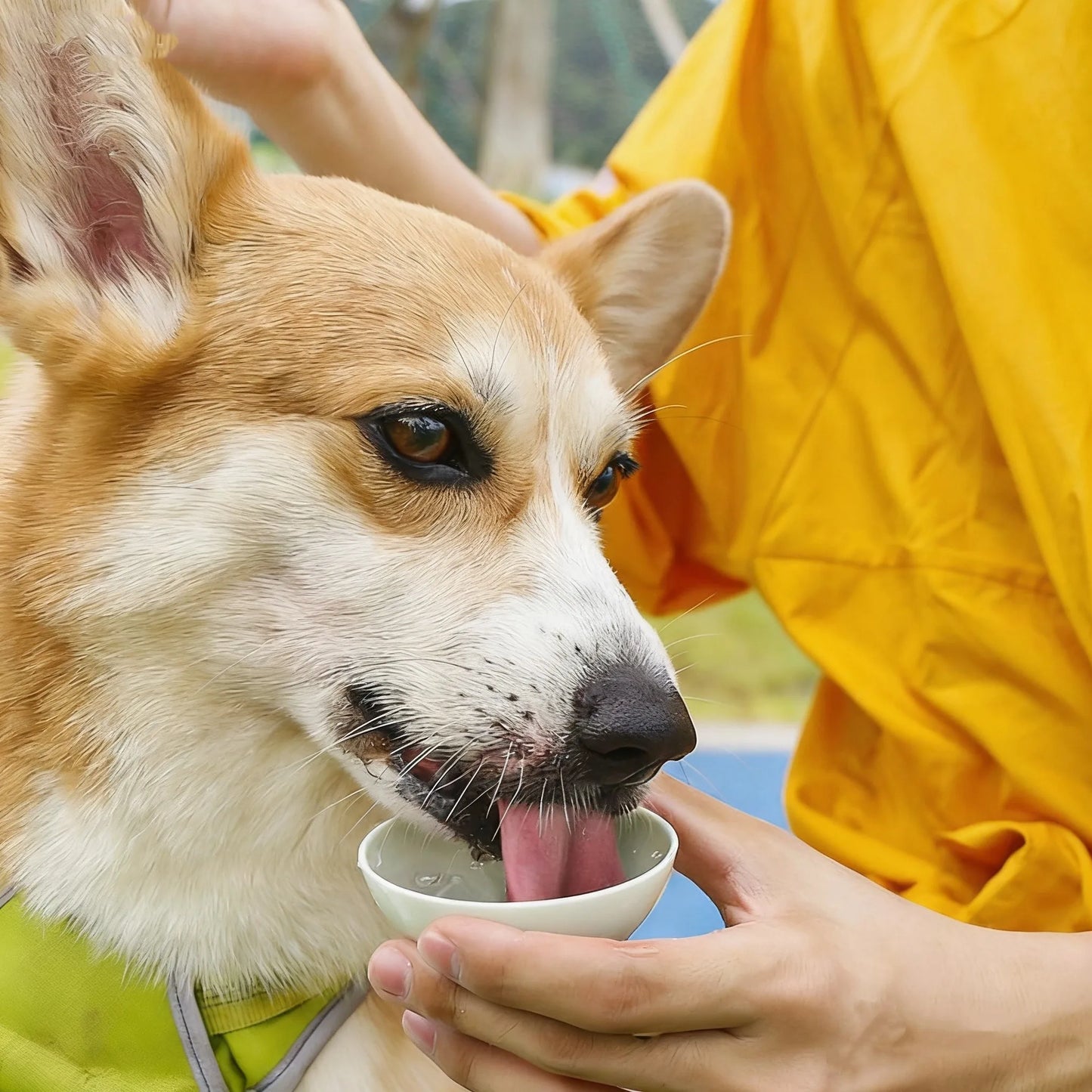 SuperDesign Portable Dog Water Dispenser Teardrop Shape Lightweight Plastic Container for Travel And Outdoor Activities Colorful